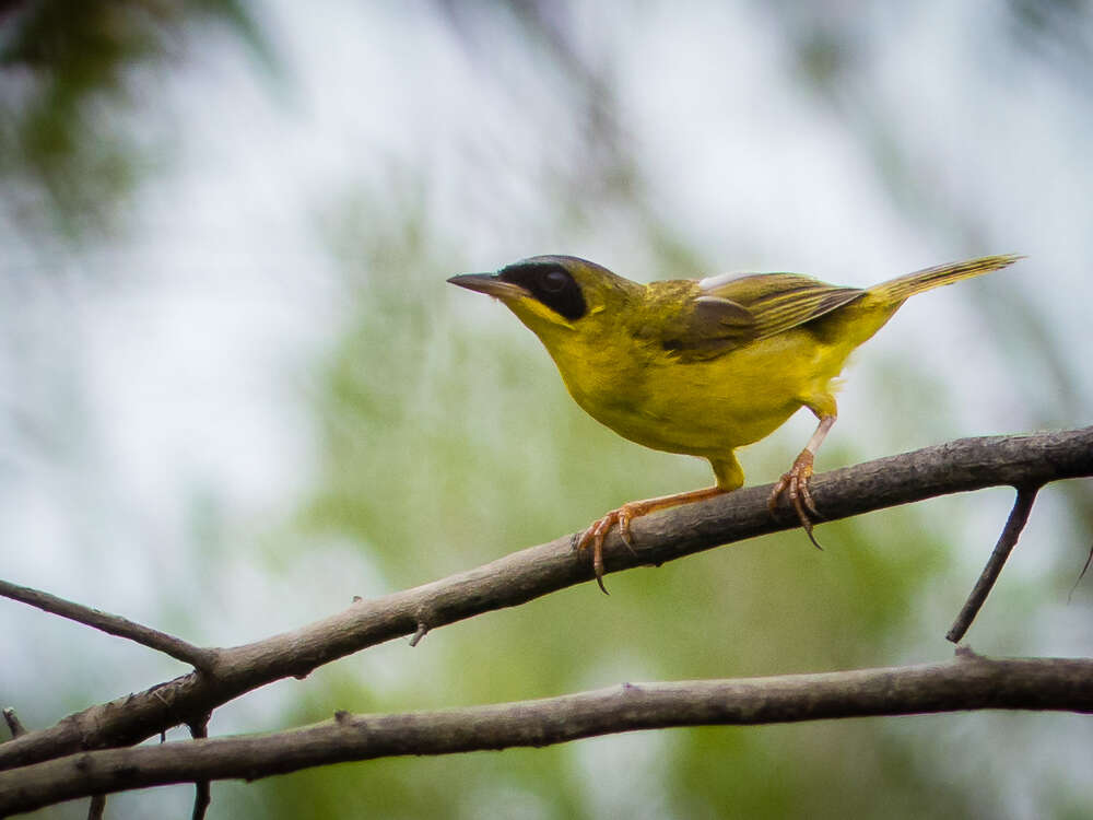 Geothlypis aequinoctialis (Gmelin & JF 1789) resmi