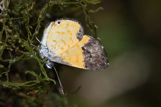 صورة Adelotypa bolena (Butler (1867))