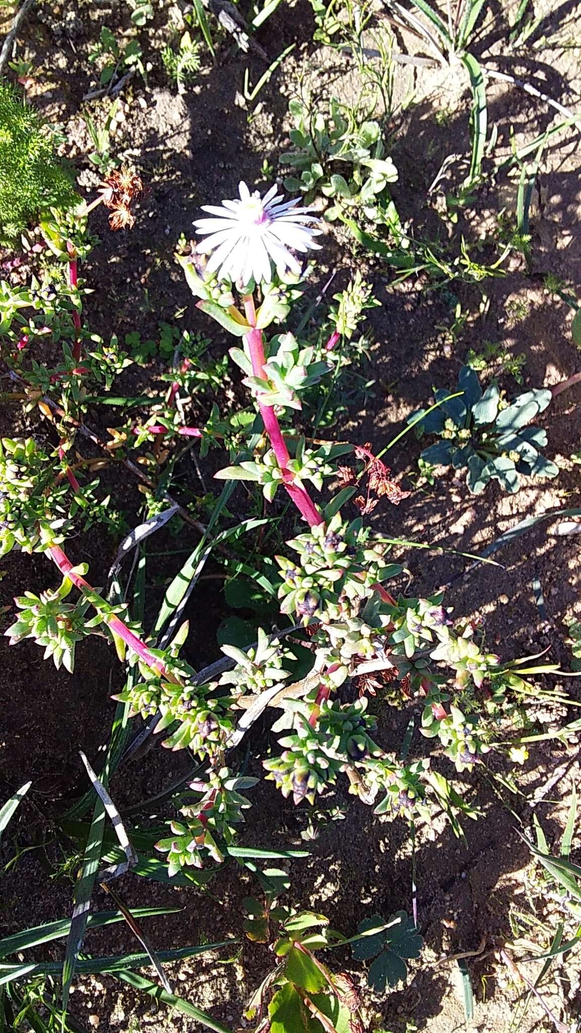 Image of Lampranthus leptaleon (Haw.) N. E. Br.