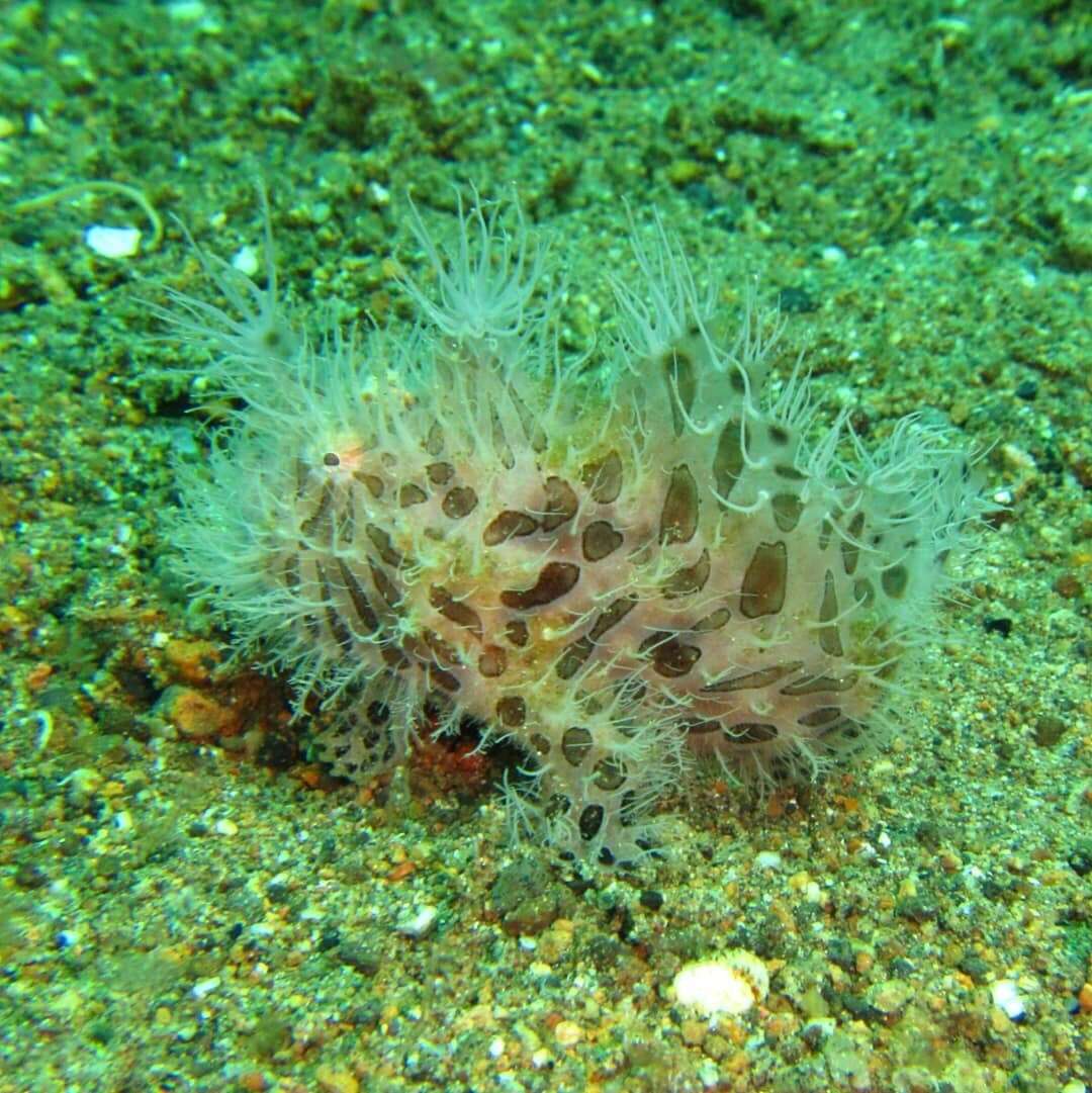 Image of Spitlure Frogfish