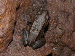 صورة Leptodactylus pentadactylus (Laurenti 1768)