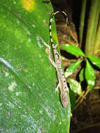 Image of Anolis zeus (Köhler & Mccranie 2001)