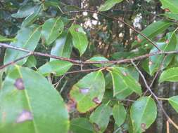 Image of Prunus serotina var. serotina