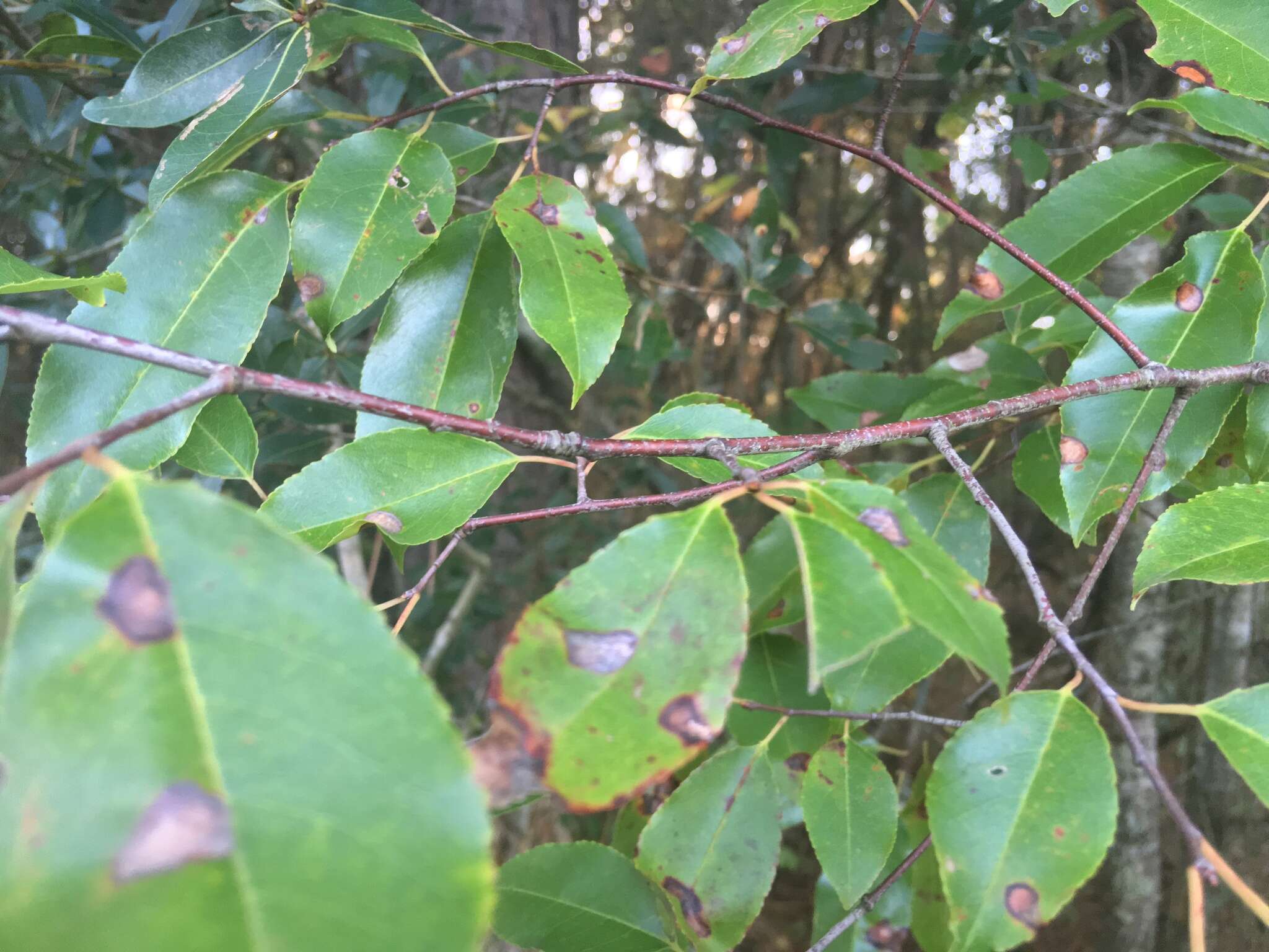 Image de Prunus serotina var. serotina