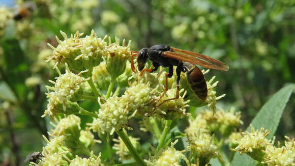 Слика од Polistes billardieri Fabricius 1804