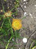 Image of narrow-leaved iceplant