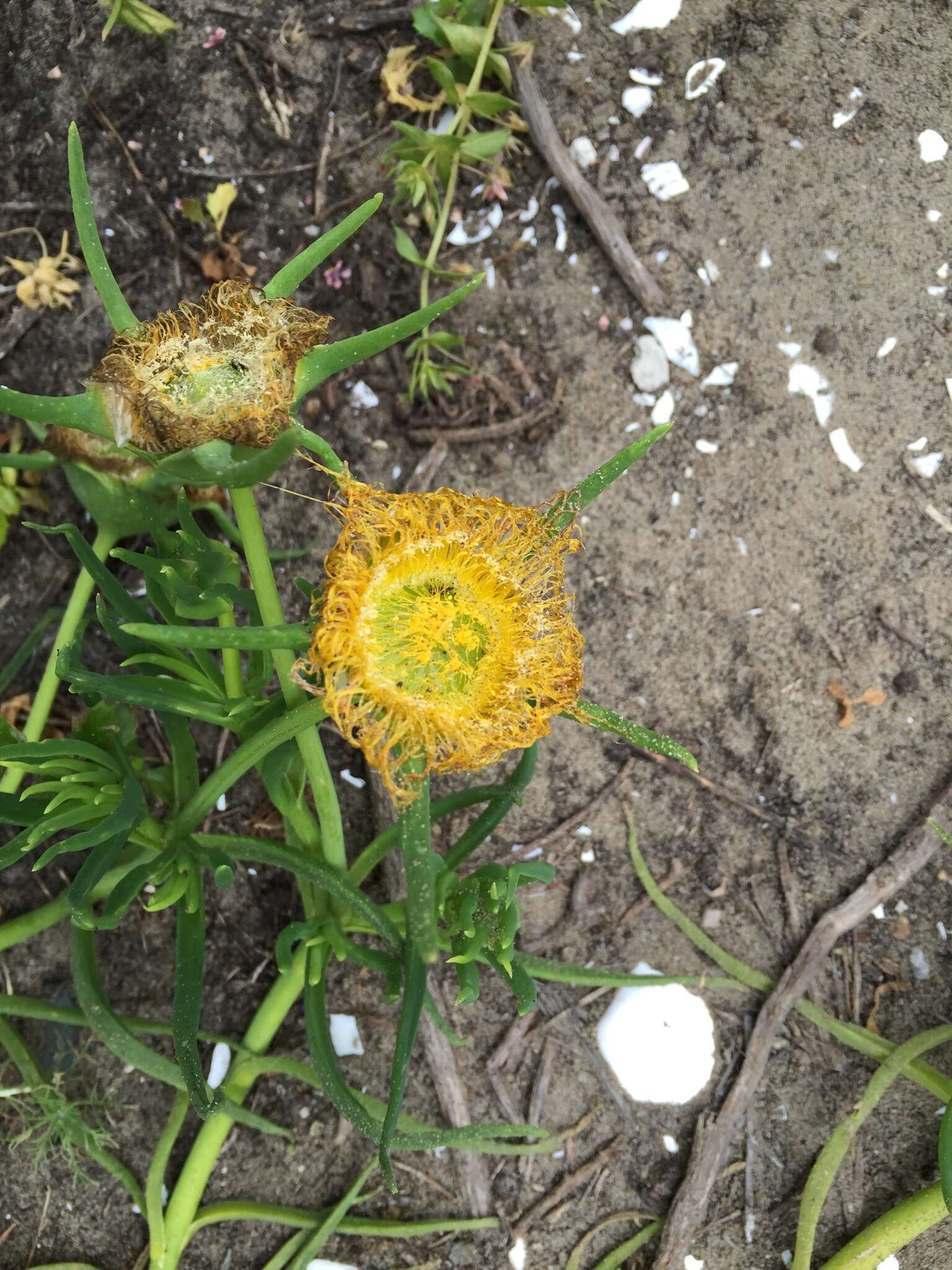 Image of narrow-leaved iceplant