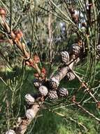 Image of Allocasuarina paradoxa (Macklin) L. A. S. Johnson