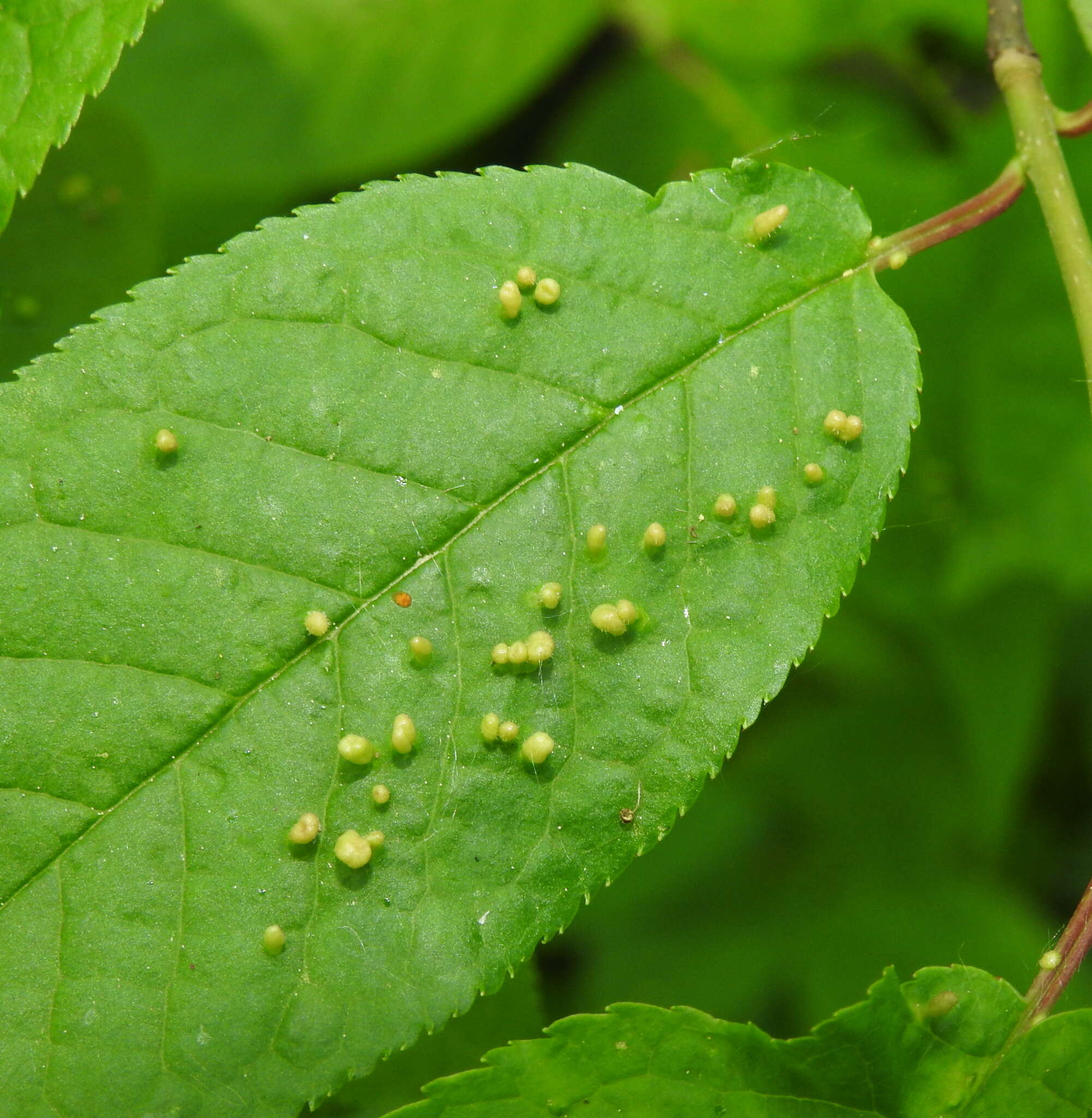 Image of <i>Phyllocoptes eupadi</i>