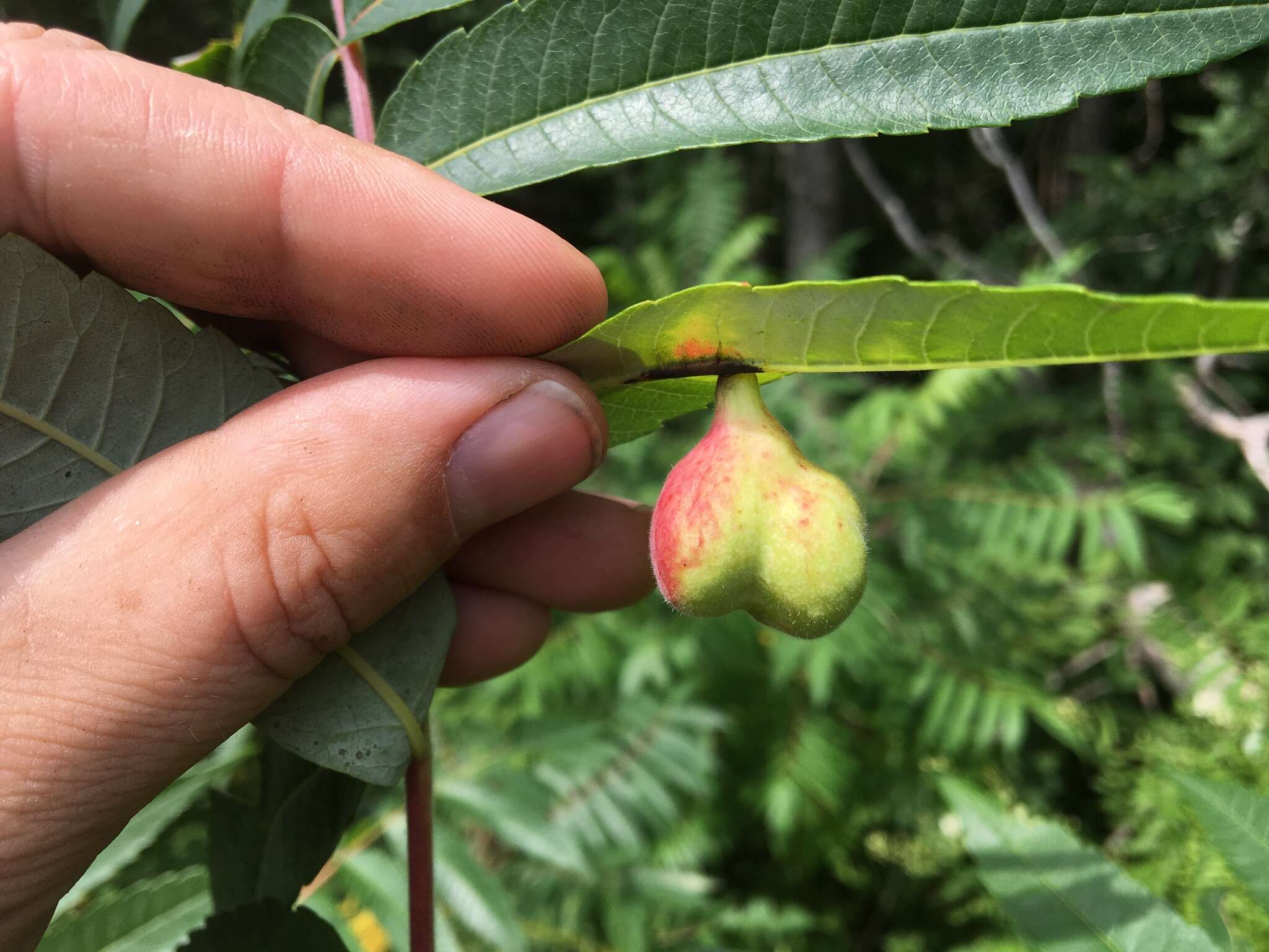 Image of Sumac Gall Aphid