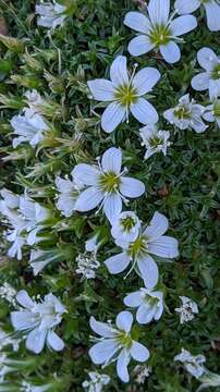 Image of Arenaria tetraquetra subsp. amabilis (Bory) H. Lindb. fil.