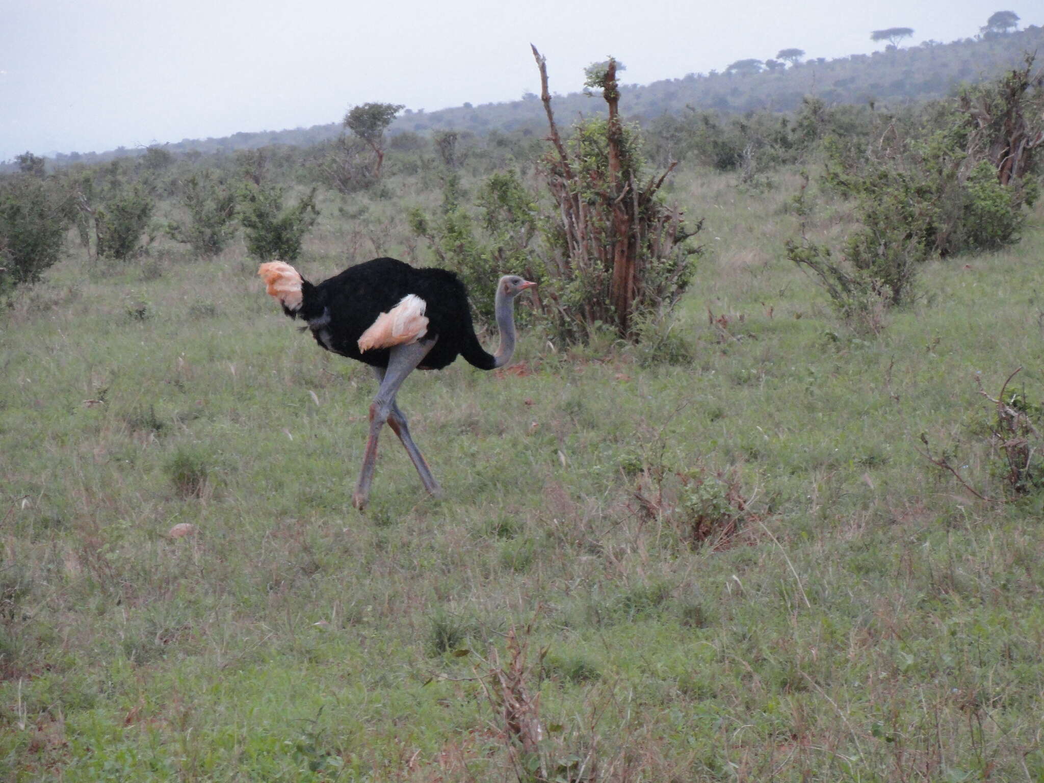 Image of Somali Ostrich