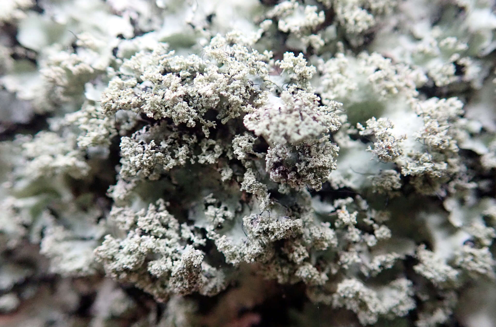 Image of Melliss' parmotrema lichen