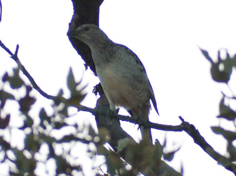 Image of Spotted Bowerbird