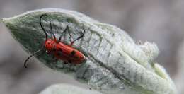 Image of Tetraopes basalis Le Conte 1852