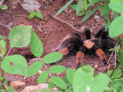 Image of Mexican redleg tarantula