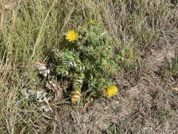 Image of Berkheya onopordifolia (DC.) Burtt Davy