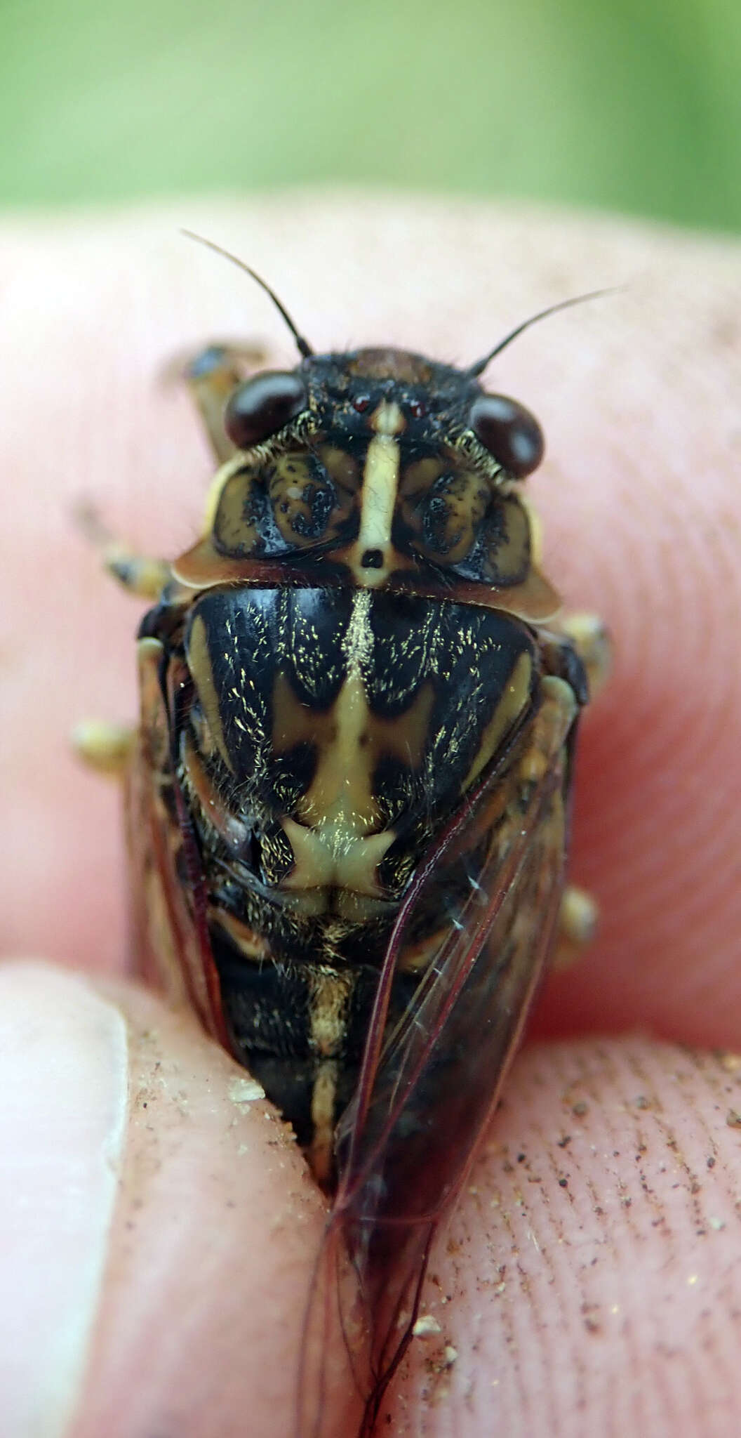 Image of Chatham Island cicada