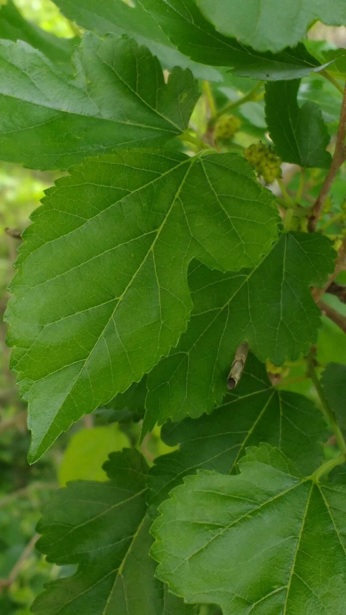 Image of white mulberry