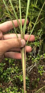 Imagem de Andropogon floridanus Scribn.