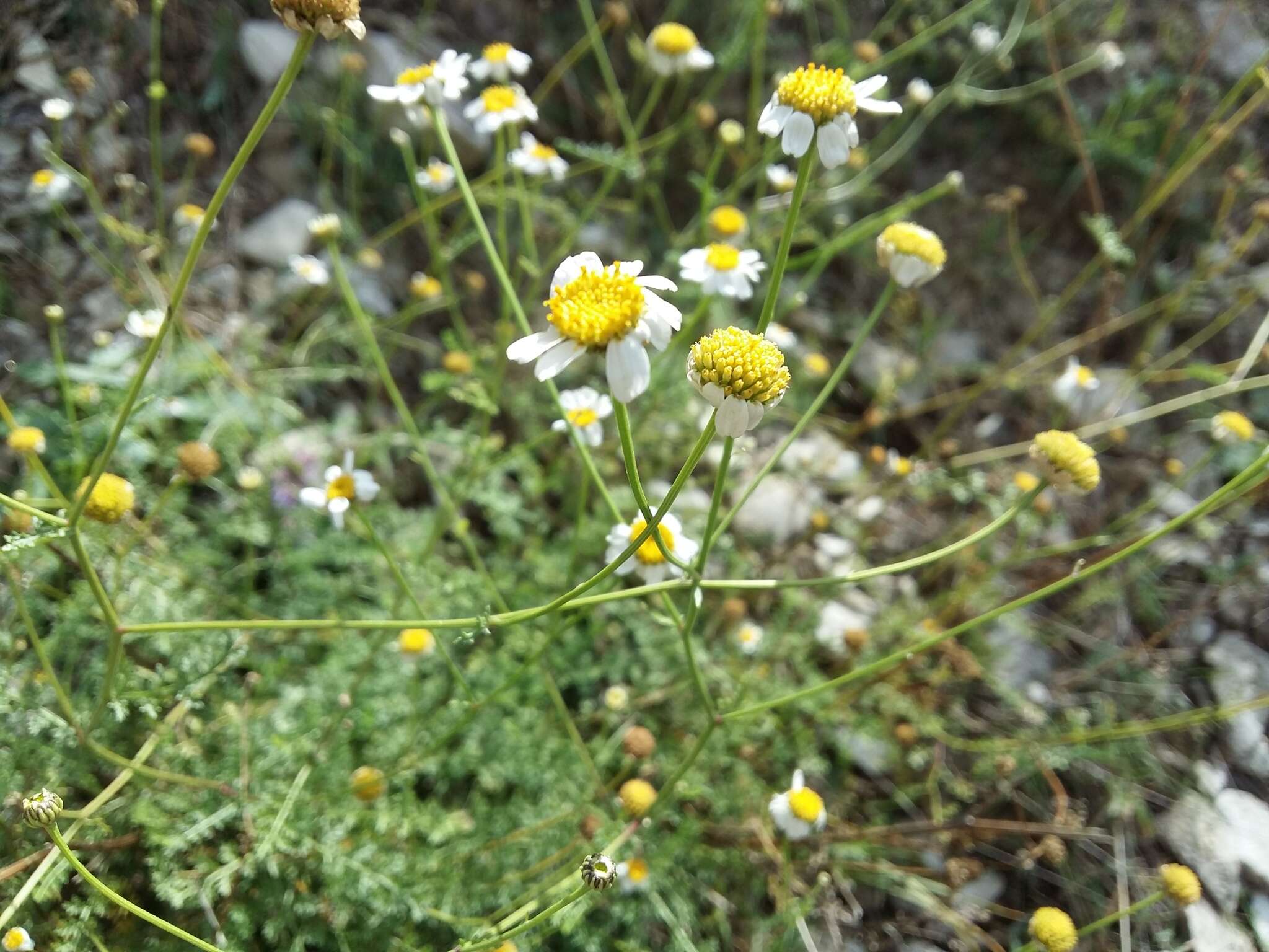 Слика од Tanacetum leptophyllum (M. Bieb.) Sch. Bip.