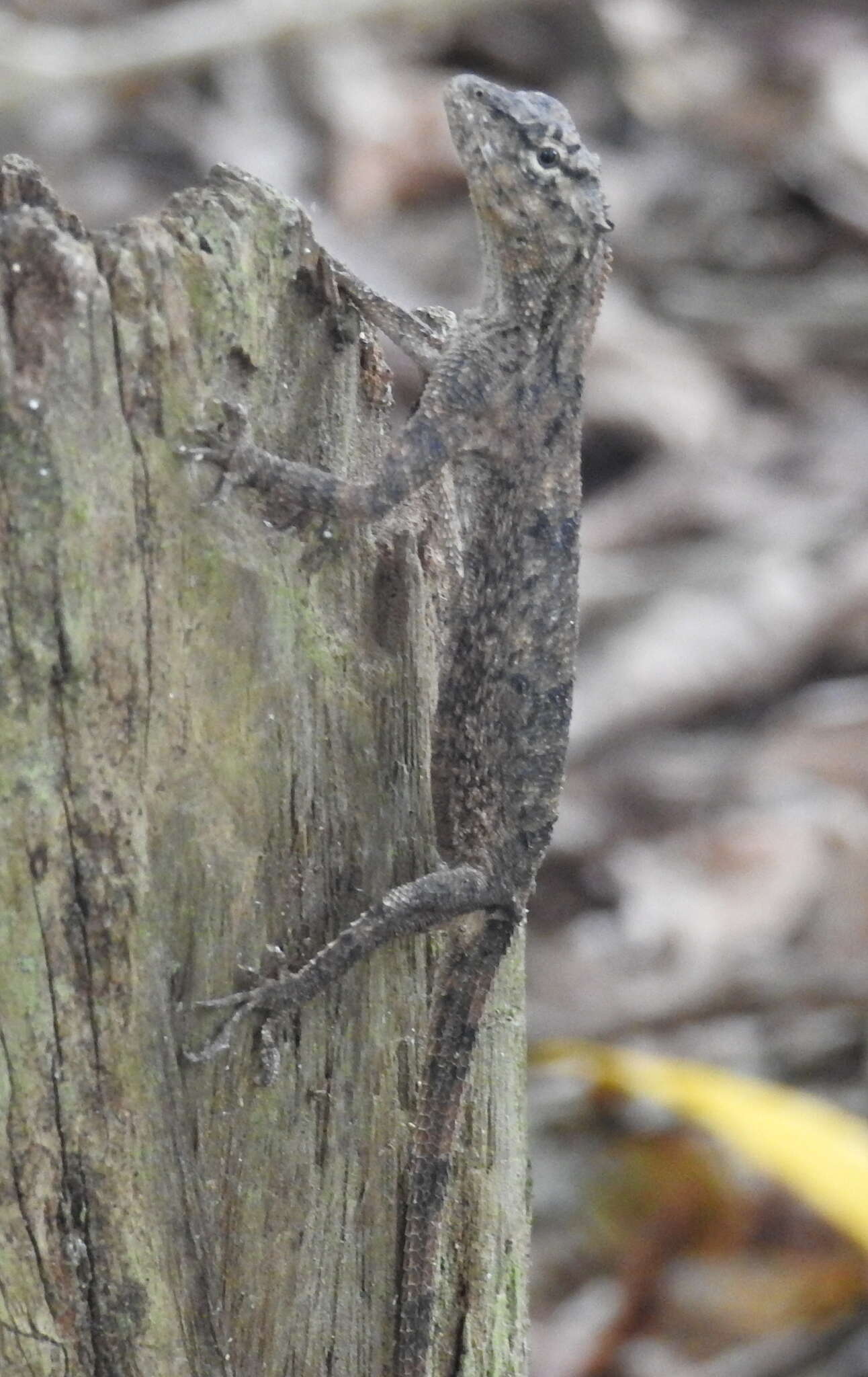 Draco timoriensis Kuhl 1820 resmi