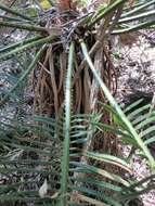 Image of Cycad