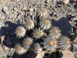 Imagem de Copiapoa calderiana subsp. atacamensis (Middled.) Mottram