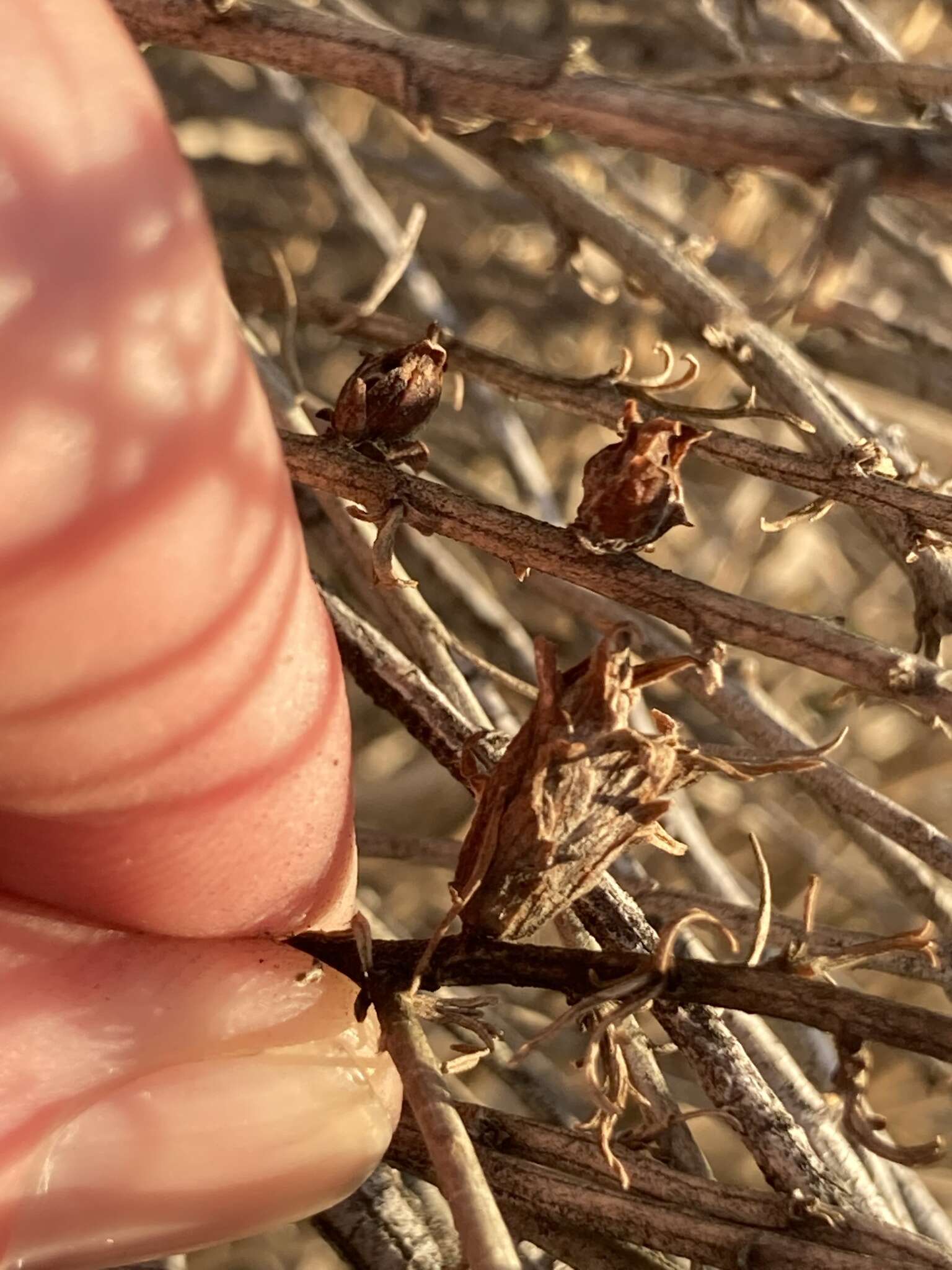 Plancia ëd Rhopalomyia ericameriae Felt 1916