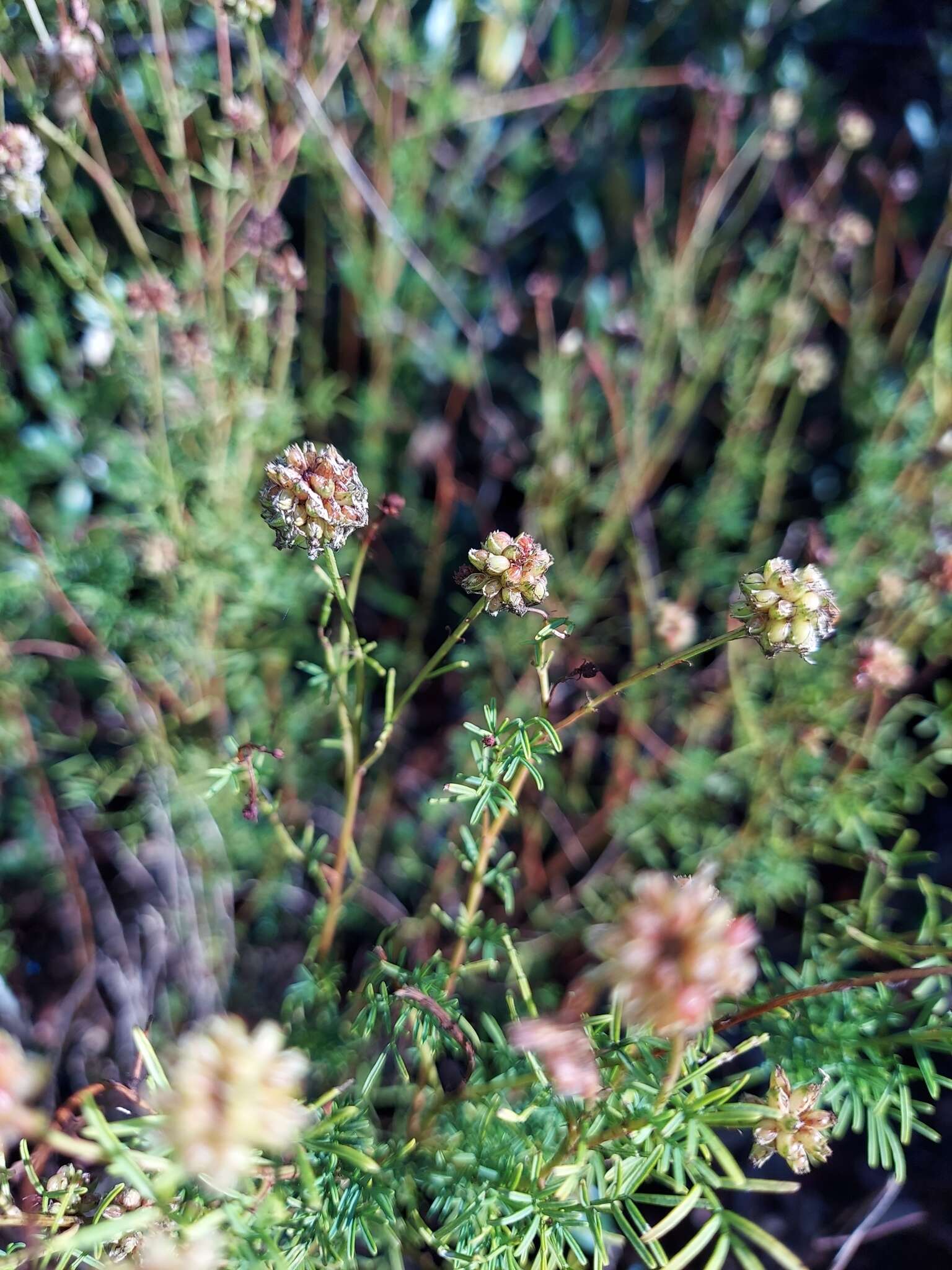 Dalea pinnata var. pinnata resmi