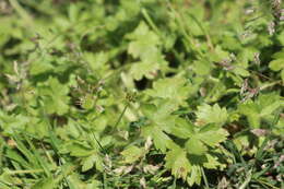 Image of smallflower buttercup