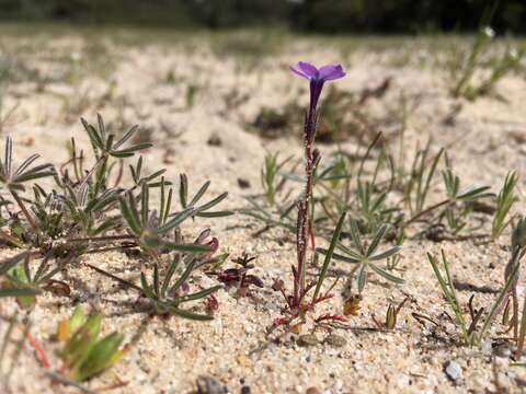 Image of Monterey gilia