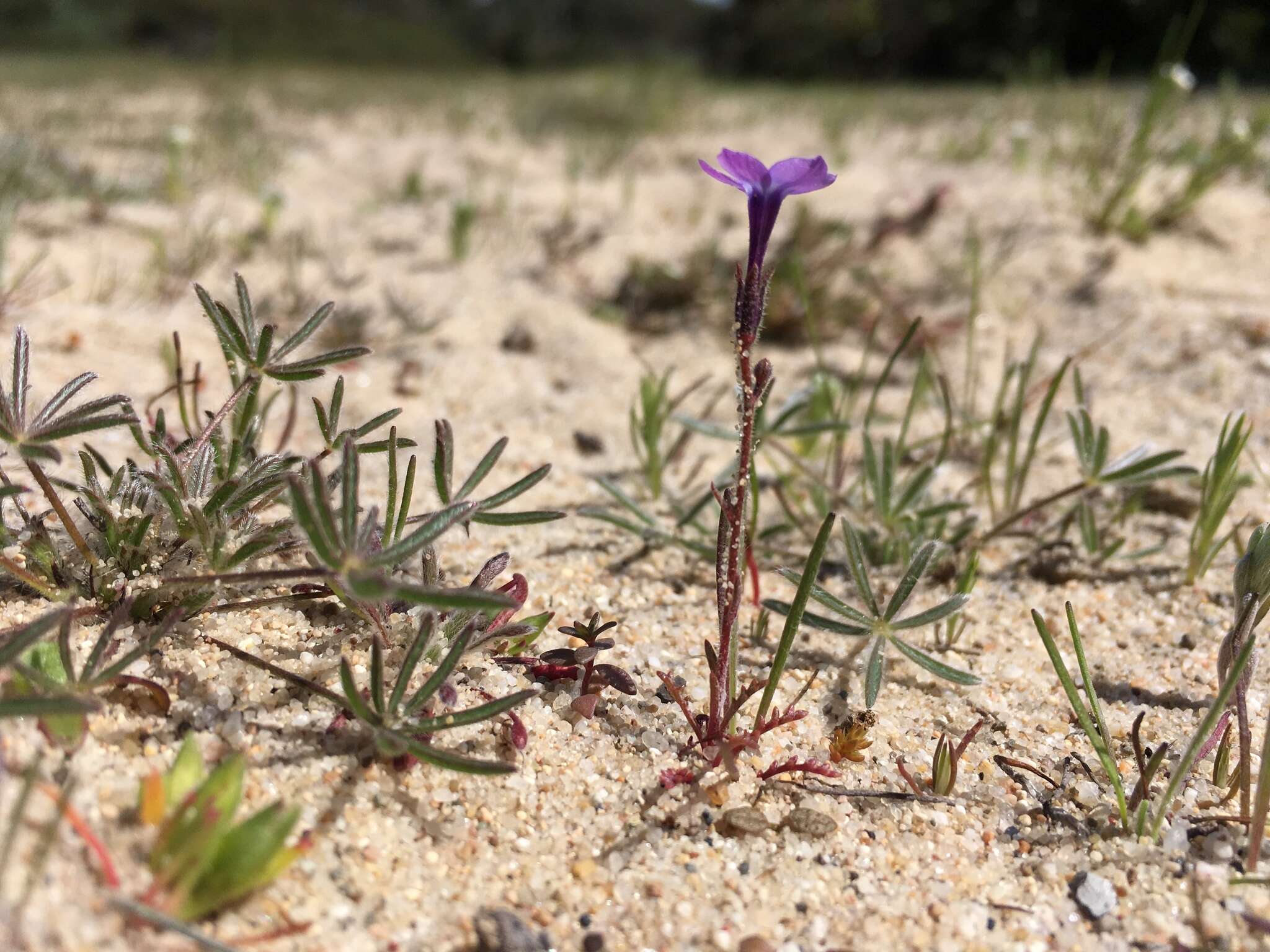 Image of Monterey gilia