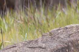 Image of Wailing Cisticola