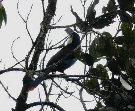 Image of Black-billed Mountain Toucan