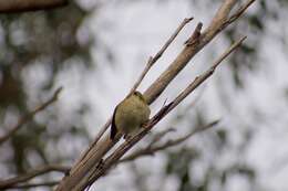 Image of Forty-spotted Pardalote