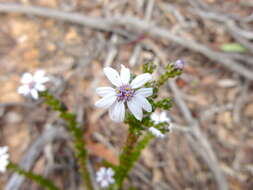 Image of Olearia minor (Benth.) N. S. Lander