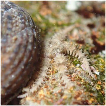 Image of Savigny's brittle star