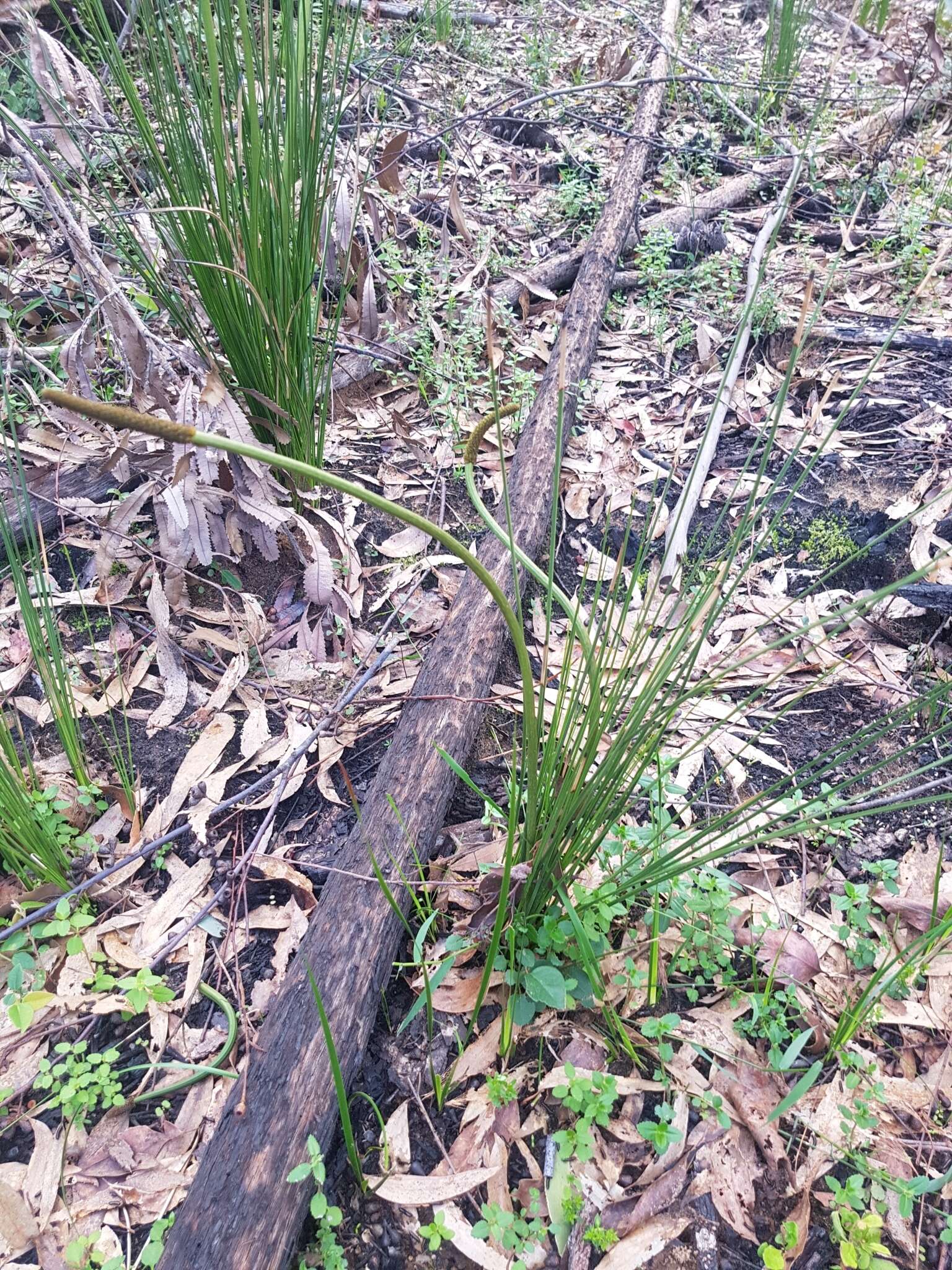 Image of Xanthorrhoea minor subsp. lutea D. J. Bedford