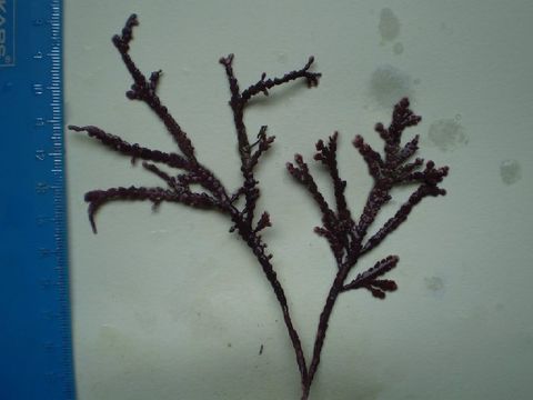 Image of <i>Calliarthron tuberculosum</i>