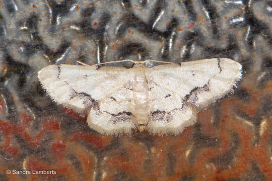 Image of Idaea chotaria Swinhoe 1886