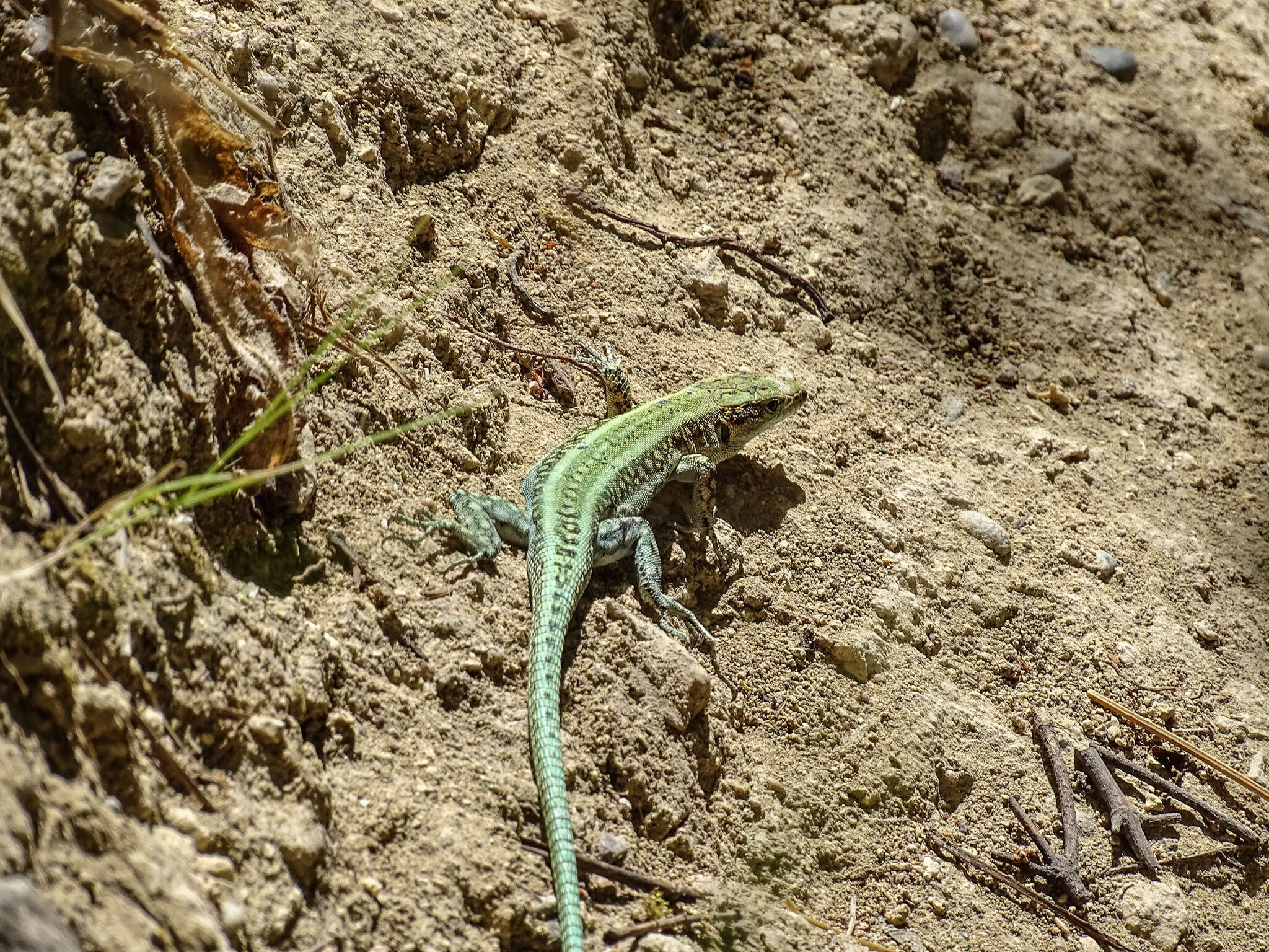 Image of Anatololacerta pelasgiana (Mertens 1959)