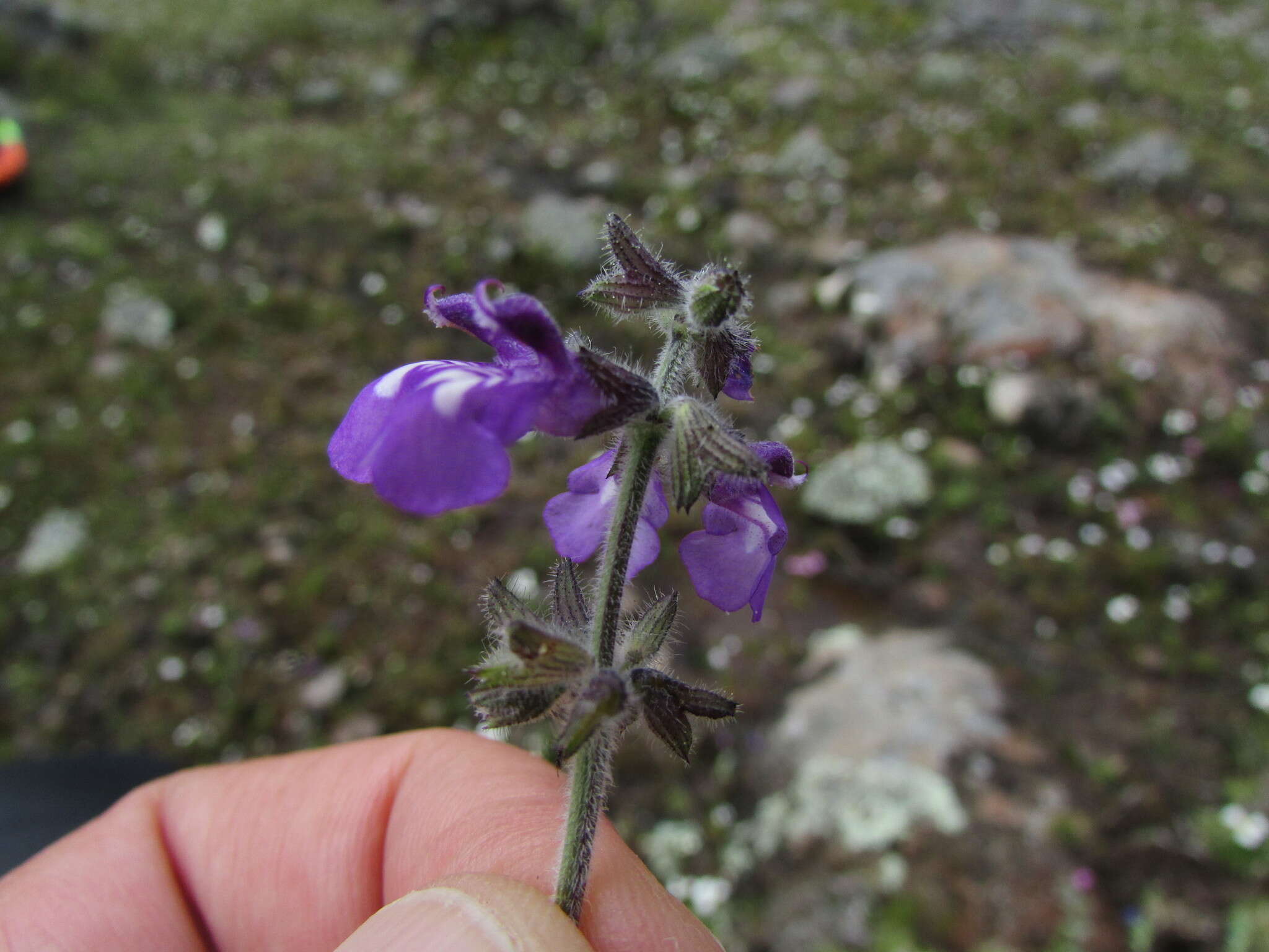 Image de Salvia nana Kunth