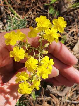 Image of Helianthemum cinereum subsp. rotundifolium (Dunal) Greuter & Burdet