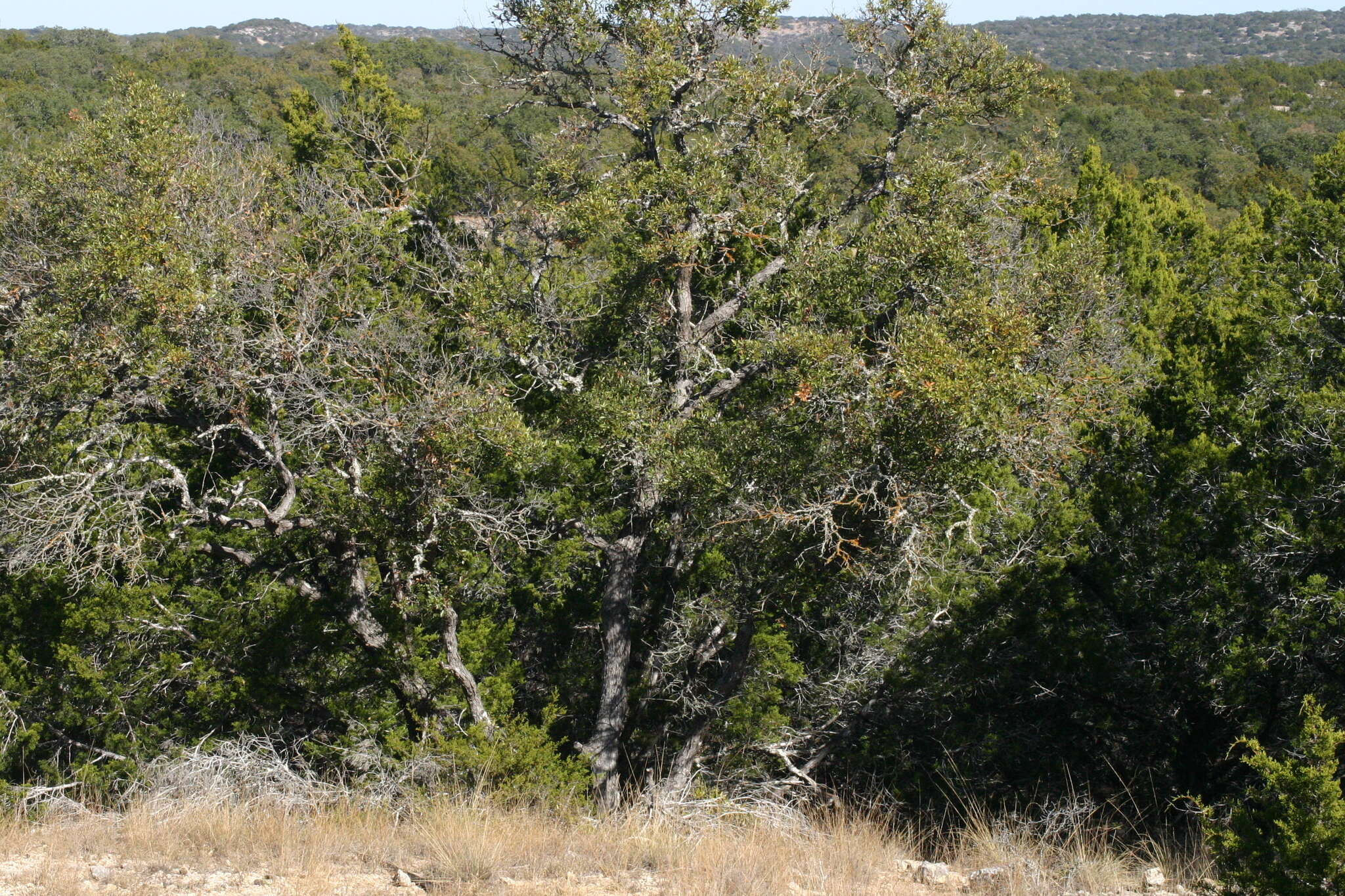 Image of sandpaper oak