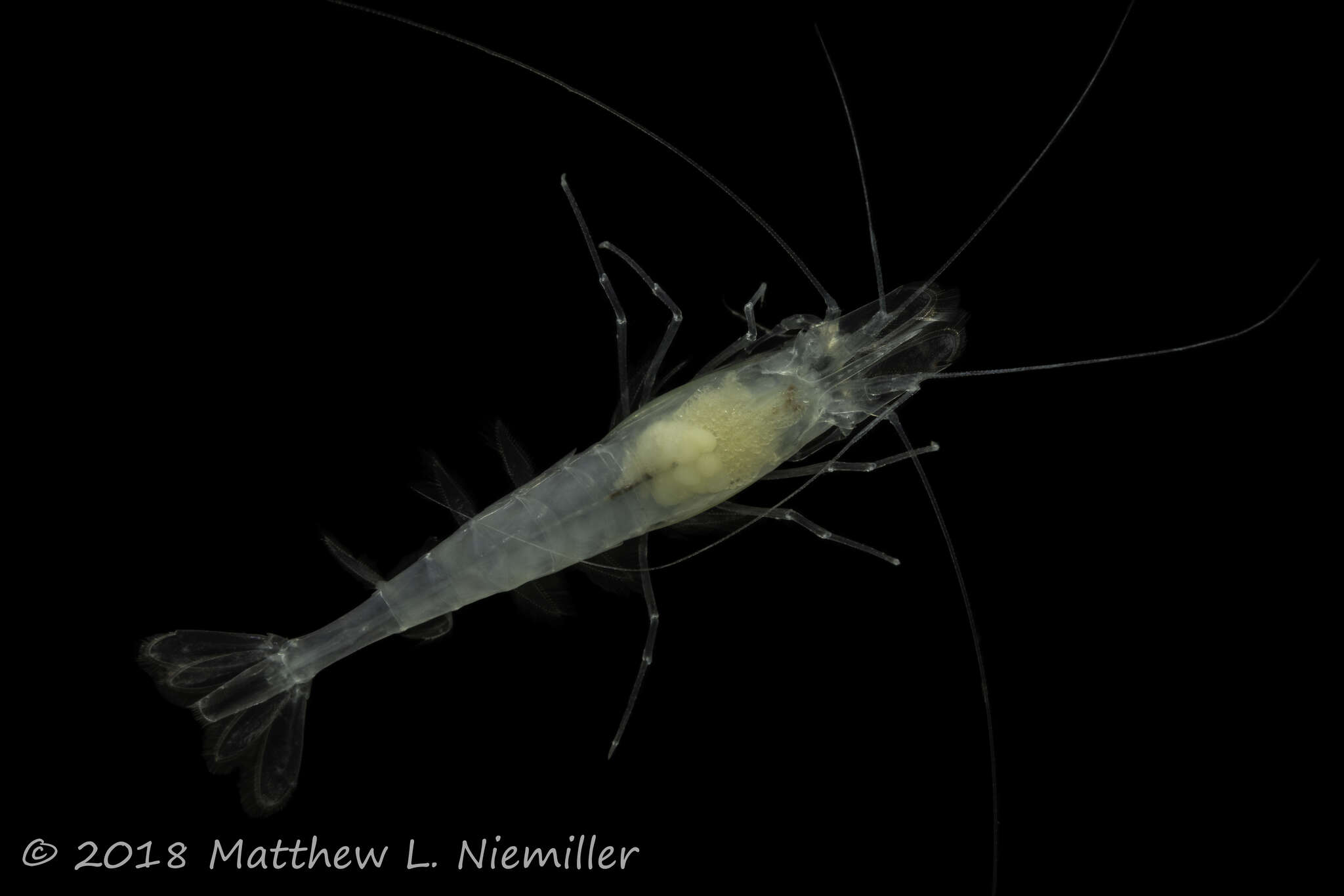 Image of Alabama cave shrimp