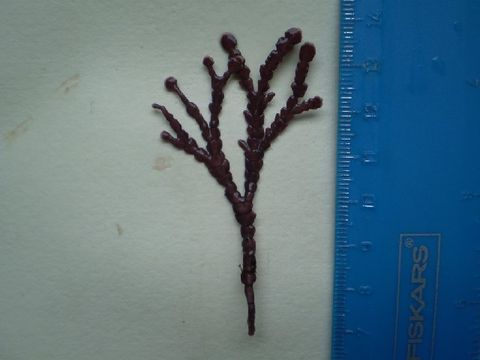 Image of <i>Calliarthron tuberculosum</i>
