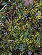 Image of tomentypnum moss