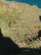 Image of Eastern brown snake