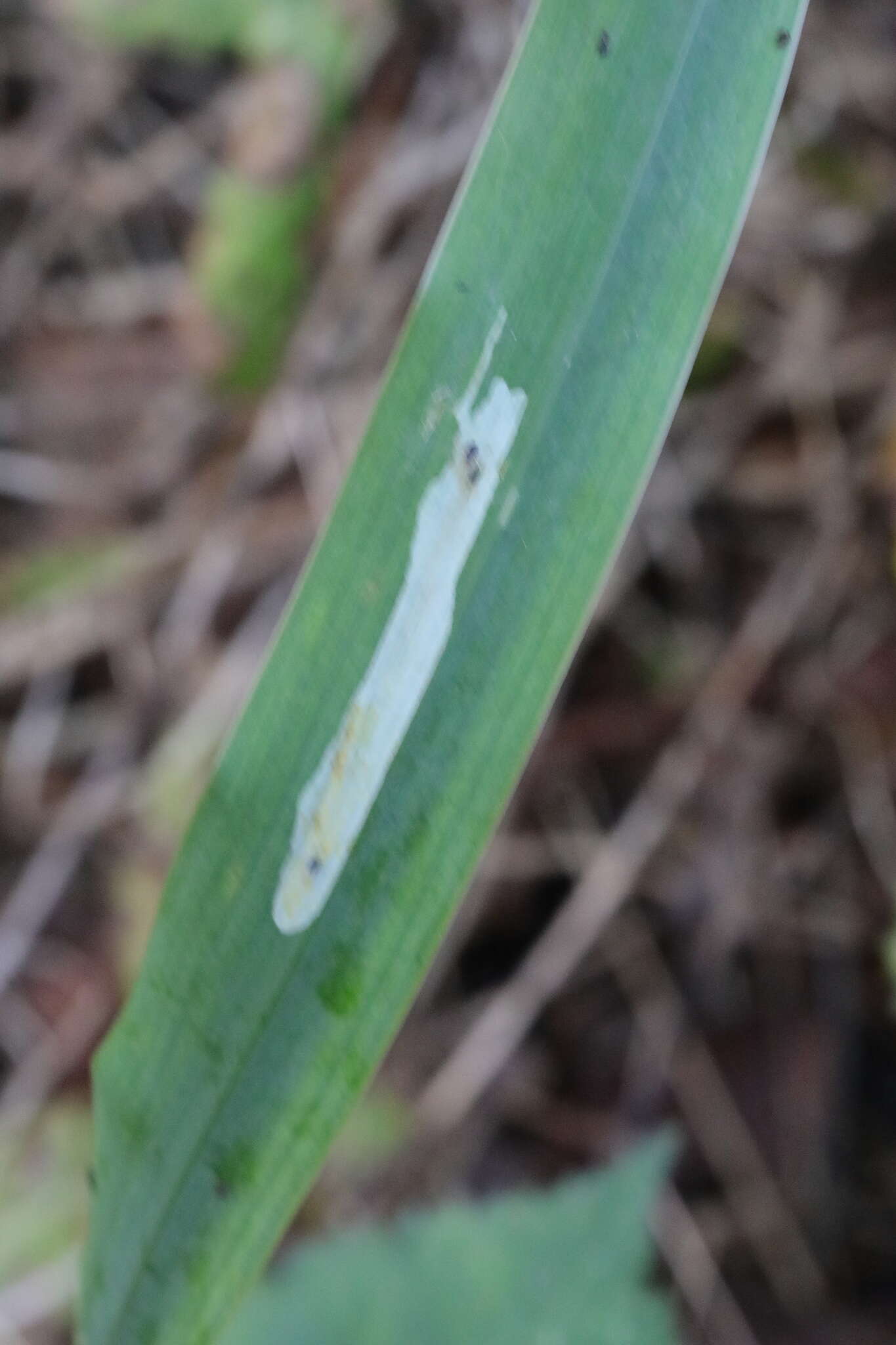 Image of <i>Cerodontha iraeos</i>